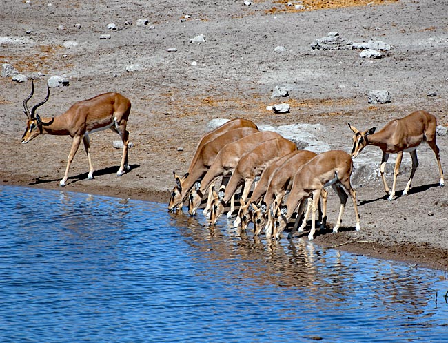 Namibia - Etosha Nationalpark - Schwarznasenimpalase