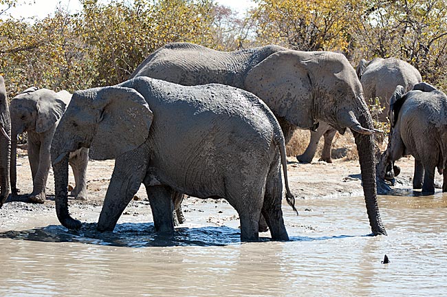 Namibia - Elefanten im Etosha Nationalpark