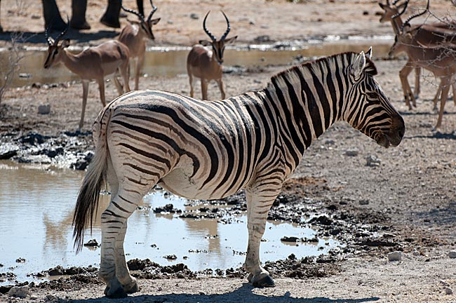 Namibia - Zebra im Etosha Nationalpark