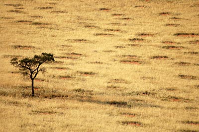 Namibia - Namib Wüste - seltsame Kreise im Gras