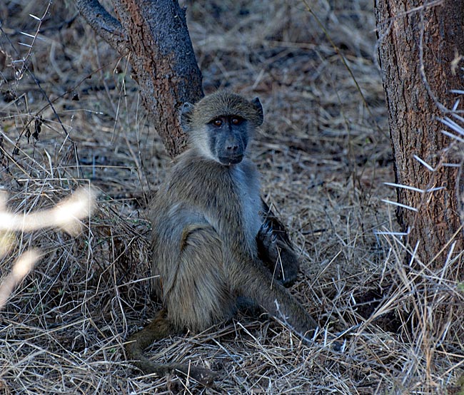 Namibia - Affe