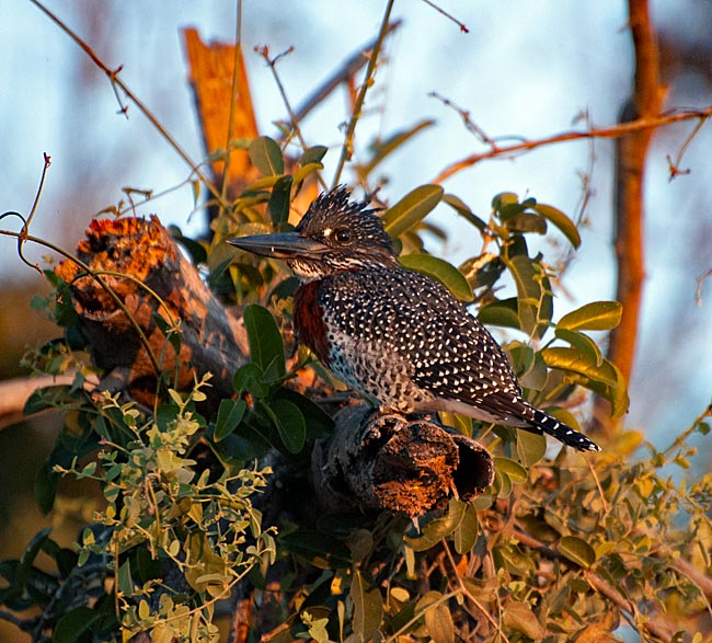 Botswana - Giant Kingfisher