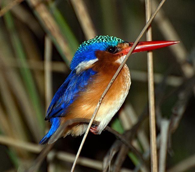 Botswana - Eisvogel im Uferschilf