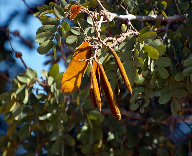 Namibia - Früchte des Ushivi-Baums