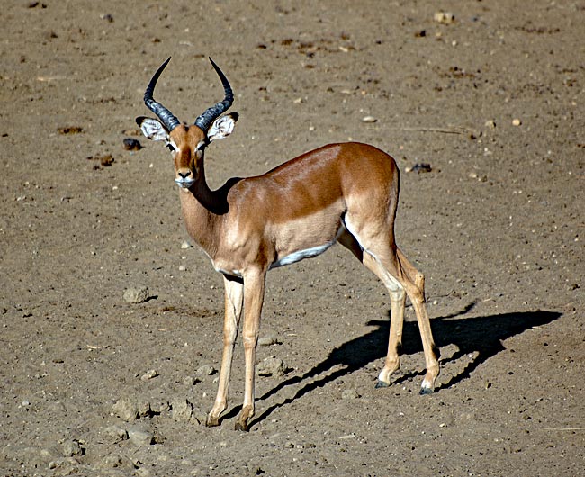 Namibia - Impala