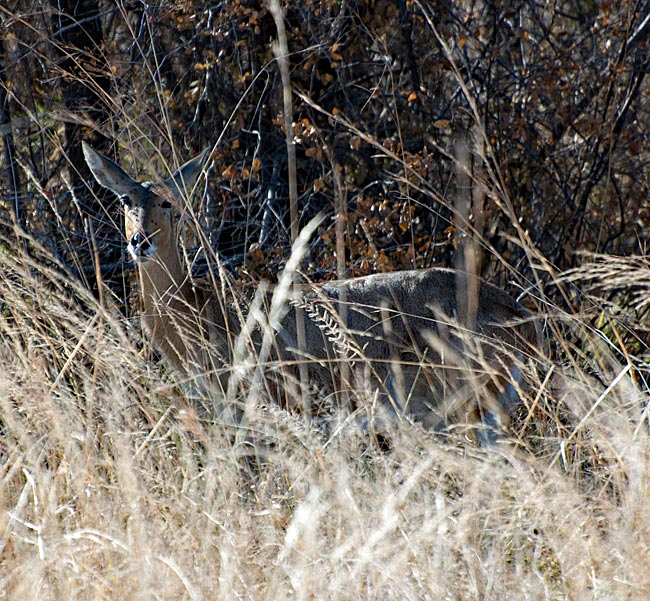 Namibia - Wild im Busch