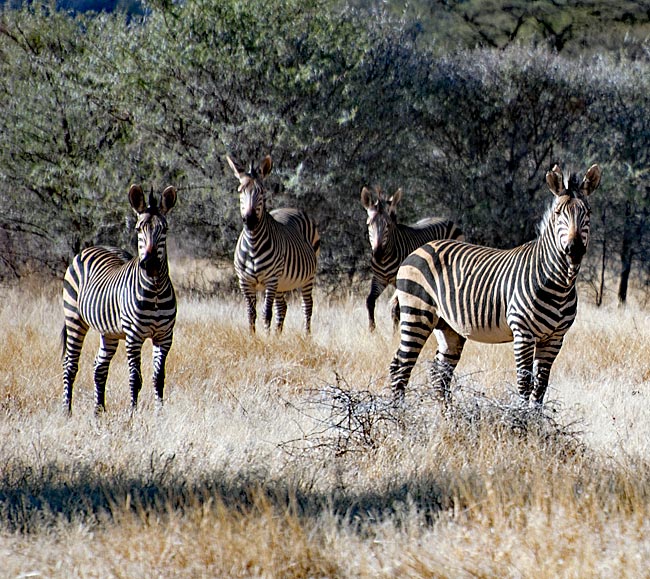 Namibia - Begegnung mit Zebras auf freiem Feld