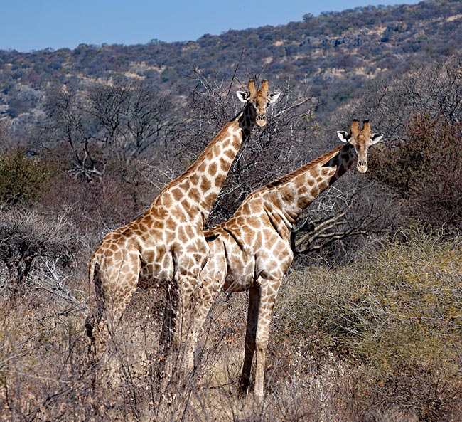 Namibia - Begegnung mit Giraffen auf freiem Feld