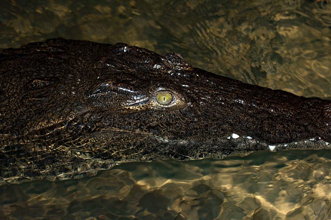 Namibia - Krokodil bei Nacht
