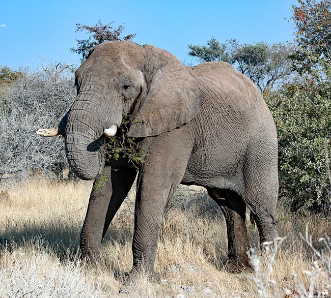 Namibia - Elefant
