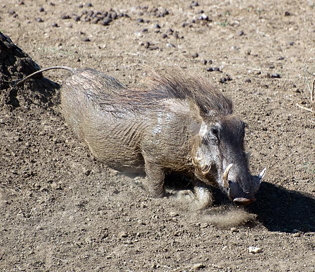 Namibia - Warzenschwein