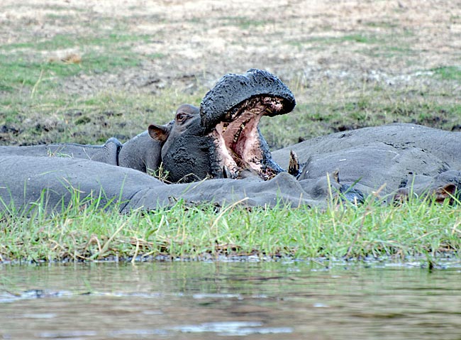 Namibia - Flusspferde
