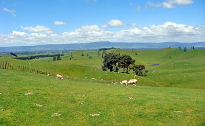 wunderschöne, unverbaute Hügellandschaft in der Waikato-Region