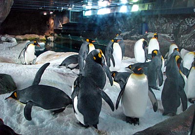 Neuseeland - Auckland - Pinguine in Kelly Tarlton’s