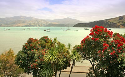 Neuseeland - Banks-Halbinsel - blühende Pohutakawas