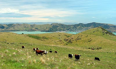 Neuseeland - Banks-Halbinsel - Blickt auf Lyttelton