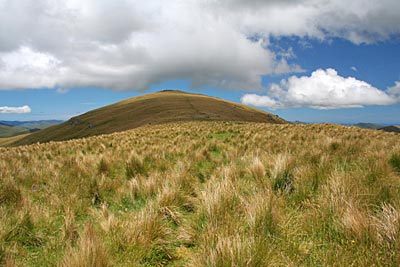 Neuseeland - Banks-Halbinsel - Tussockgras