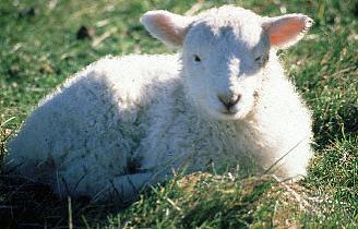 Schafe in Neuseeland