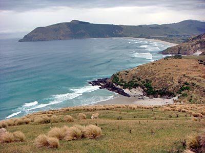 Neuseeland - Otago-Halbinsel - Cape Saunders - vorne Alan's Beach