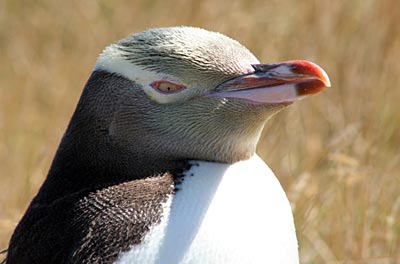 Neuseeland - Otago-Halbinsel - Gelbaugenpinguin