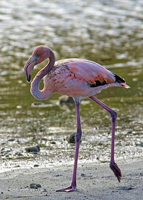 ABC-Inseln - Bonaire - Flamingo