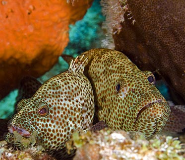 ABC-Inseln - Bonaire - Kelpfish
