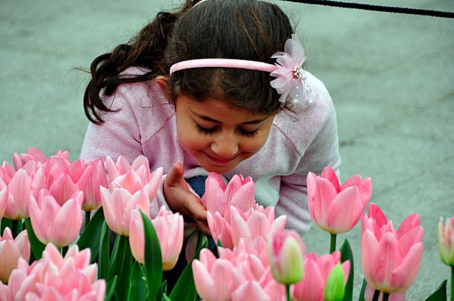 Niederlande - Mädchen aus Afghanistan sucht den Duft der Tulpe. Doch Tulpen duften nicht. Keukenhof, Lisse, Holland
