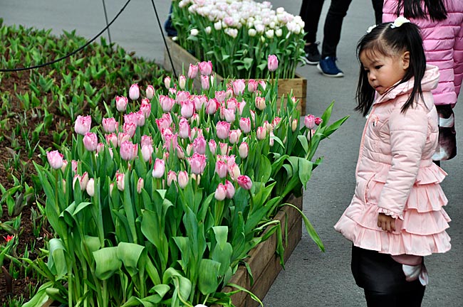 Niederlande - Asiatisches Mädchen bewundert die rosefarbenen Tulpen. Rosa ist ihre Lieblingsfarbe. Keukenhof, Lisse, Holland