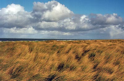 Niederlande - Ameland - Blick über die Dünen: wogender Strandhafer vor Meereskulisse
