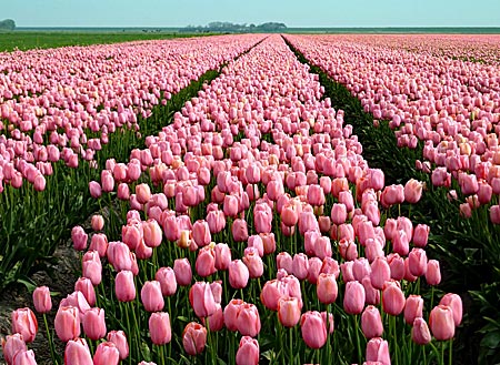 Nordholland - Tulpenfelder auf Texel