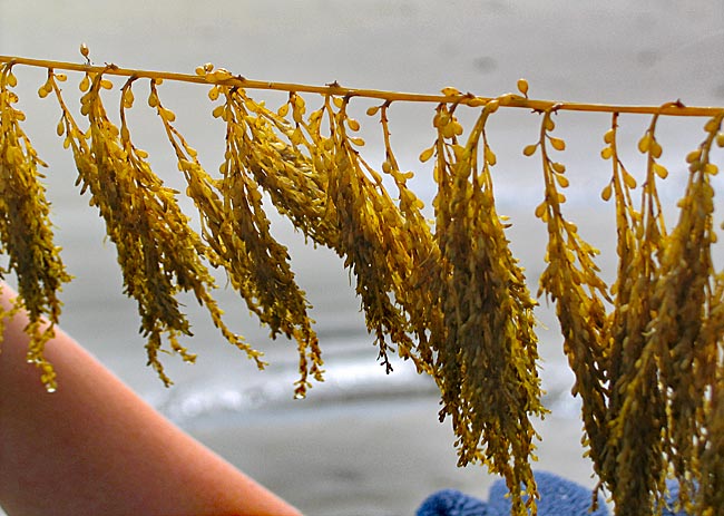 Niederlande - Zeeland - Seetang am Strand