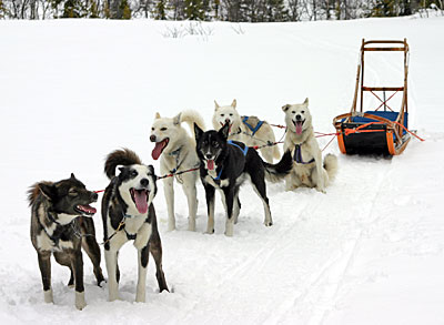 Norwegen - Schlittenhundetour in Hemsedal