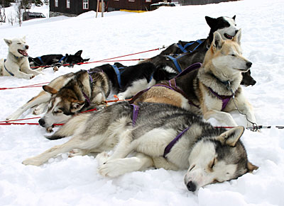 Norwegen - Schliitenhunde in Hemsedal
