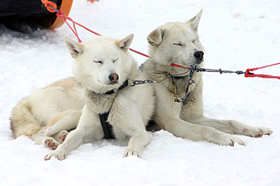 Norwegen - Schlittenhundetour in Hemsedal