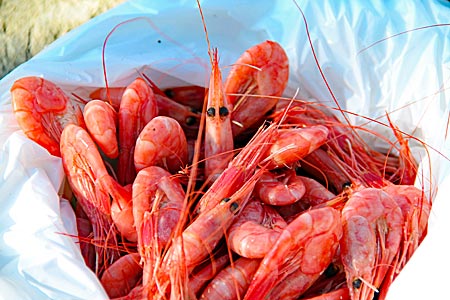 Norwegen - Kystriksveien - Eiweißhaltiger Snack: Die Krabbenfischer in Bodø verkaufen gekochte Garnelen 