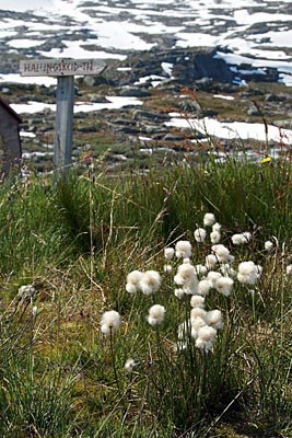 Norwegen - Wollgras ist nur eine von mehr als 450 Pflanzenarten auf der Hardangervidda