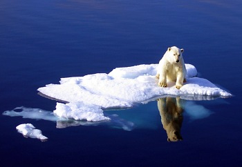 Norwegen Spitzbergen Eisbär