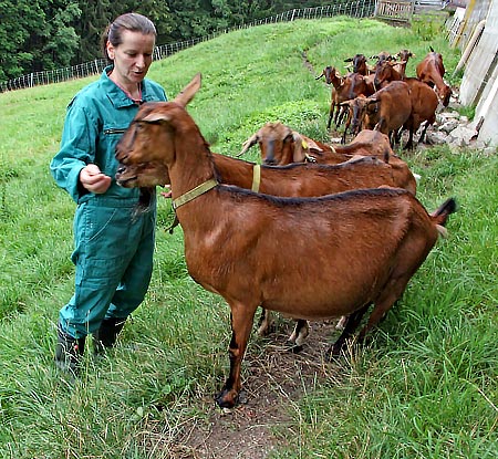 Österreich - Altenmarkt-Zauchensee - Bei der Ziegenkäserin Rosina Unteregger