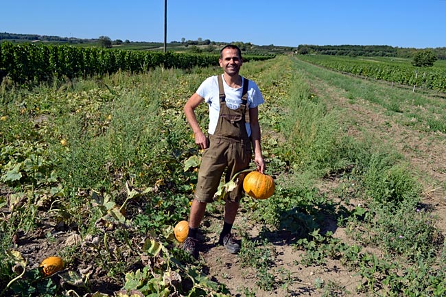 Burgenland in Österreich - Working Hero: Feinkostproduzent Richard Triebaumer im Kürbisfeld