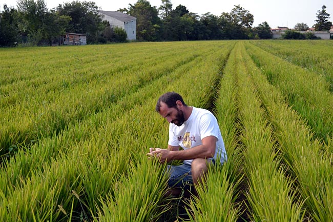 Burgenland in Österreich - Alles andere als Spinnerei: Erich Leyrer prüft die Qualität seiner Reispflanzen