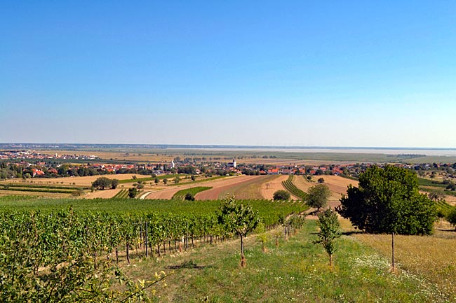 Burgenland in Österreich - Weitblick: Vom Neusiedler-See-Radweg kann der Blick ungetrübt über Weinlagen, den Ort Breitenbrunn bis zum Schilfgürtel und den See schweifen