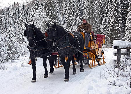 Österreich - Obertauern - Mit Christoph Klary und seinen Noriker Kaltblütern Mohre und Stella im Lantschfeld