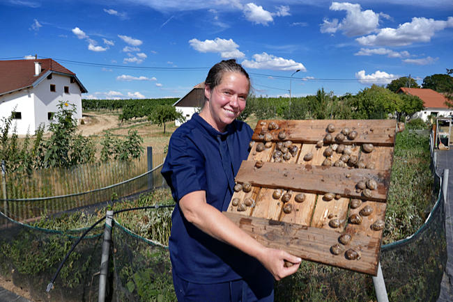 Weinviertel - Weinbergschneckenzucht Jessika Wyschkas