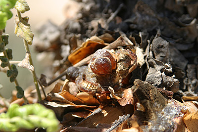 Oman Salalah Weichrauchblüte