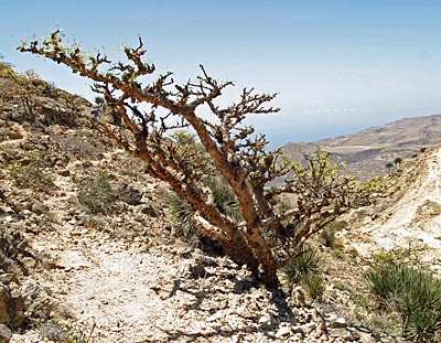 Oman Salalah Weichrauchbaum