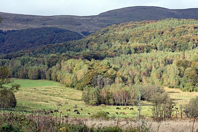 Polen - Waldkarpaten