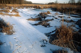 Polen / Biebrza / Spuren im Schnee