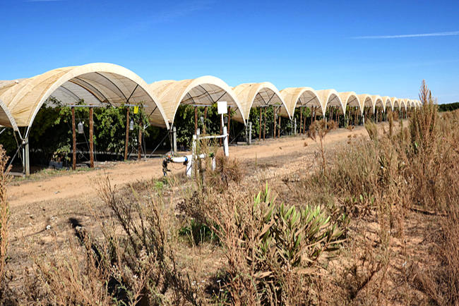 Gewächshäuser für rote Beeren nahe der Praia da Amália bei Brejão, Alentejo, Portugal
