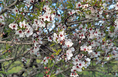 Portugal Algarve Blüten