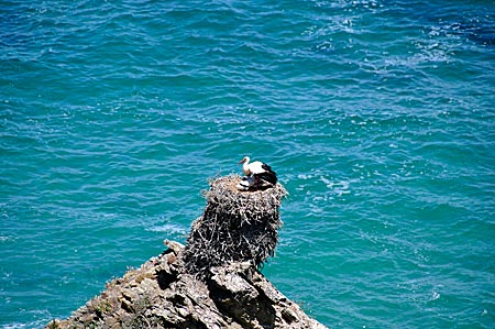 Ein Storchennest auf einem Felsen im Meer, das gibt es nur an der portugiesischen Südküste bei Zambujeira do Mar. Der Wanderer, der auf dem Fischerweg der Rota Vicentina unterwegs ist, kann das beobachten. Alentejo, Portugal